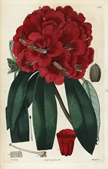 Arboreum: Scarlet-flowered tree rhododendron, Rhododendron arboreum