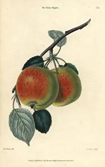 Mcintosh: Scarlet fruit and leaves of the Kerry Pippin