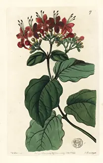 Splendens: Scarlet glory-tree, Clerodendrum splendens