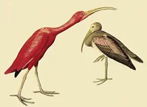 Storks: Scarlet Ibis