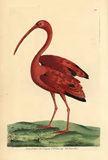 Eudocimus: Scarlet ibis, Eudocimus ruber