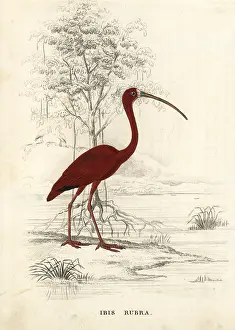 Eudocimus: Scarlet ibis, Eudocimus ruber