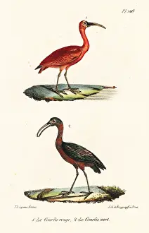 Buffon: Scarlet ibis and olive ibis