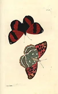 Argynnis: Scarlet leafwing, Siderone galanthis, and