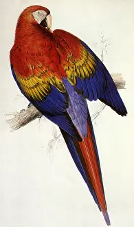 Grooms: Scarlet Macaw