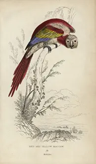 Lauder: Scarlet macaw, Ara macao