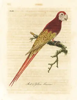 Macao: Scarlet macaw, Ara macao