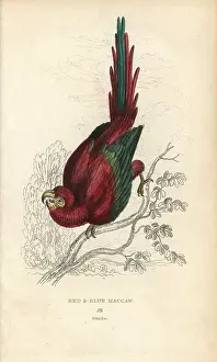 Lauder: Scarlet macaw, Ara macao