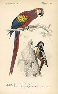 Travies: Scarlet macaw, Ara macao, and great spotted