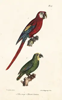 Buffon: Scarlet macaw and orange-winged amazon