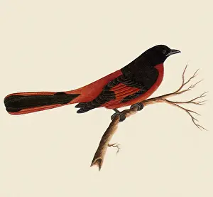 Minivet: Scarlet Minivet
