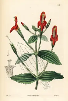 Weddell: Scarlet monkey flower, Mimulus cardinalis