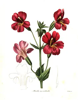 Cardinalis: Scarlet monkeyflower or cardinal monkey flower