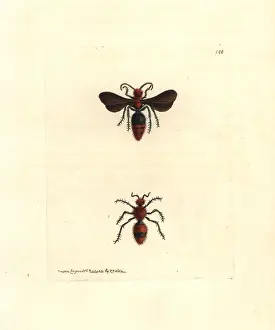 Coccinea: Scarlet mutilla wasp, Mutilla coccinea