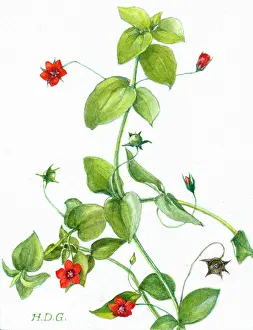 Pimpernel: Scarlet Pimpernel