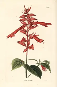 Salvia: Scarlet sage, Salvia splendens