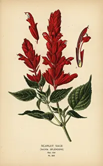 Salvia: Scarlet sage, Salvia splendens