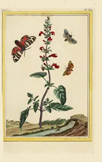 Couleur: Scarlet sage, Salvia splendens