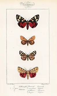 Pauquet: Scarlet tiger, clouded buff, wood tiger and