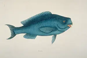 Bump: Scarus coeruleus, blue parrotfish