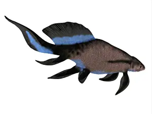Ugliness: Scaumenacia curta, side view