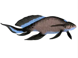 Osteichthyes: Scaumenacia is an extinct genus of lobe-finned fish