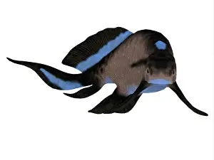 Osteichthyes: Scaumenacia jawless fish, white background