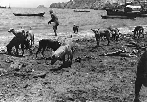 Muscat: SCAVAGING WILD DOGS