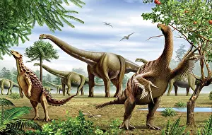 Conifer: Scelidosaurus, Nothronychus and Argentinosaurus dinosarus ?
