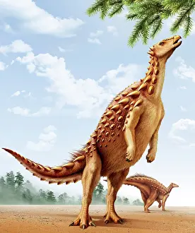 A Scelidosaurus standing on its hind legs eating conifer ?