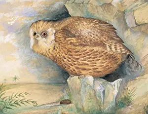 Mottled: Sceloglaux albifacies, laughing owl