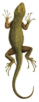 Lacertilia: Sceloporus asper, spiny lizard