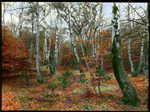 Reddish: Scene in an autumn forest