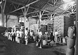 Stacked: Scene from a coffee warehouse in Santos, 1929