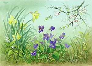Blackthorn: Scene with daffodils, violets and blackthorn