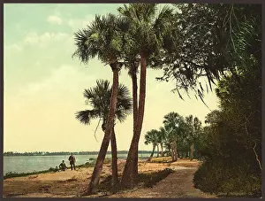 C1898: Scene; Indian River, Florida