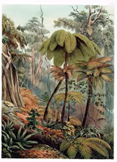 Zealander: Scene in a New Zealand Forest