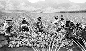 Pineapples: Scene on a pineapple plantation, with harvested ?