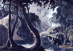 Acquatint38: Scene in the Tzitzikama Forest, 1831