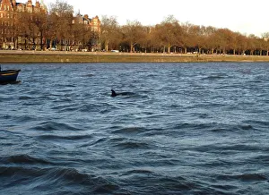 Fireboat: Scene of whale rescue attempt, River Thames