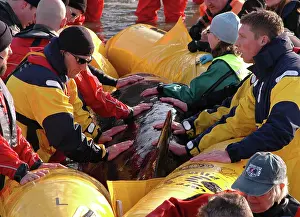 Fireboat: Scene of whale rescue attempt, River Thames