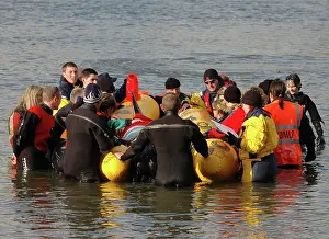 Fireboat: Scene of whale rescue attempt, River Thames