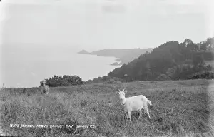 Goat: Scenic View Above Bouley Bay