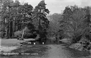 Ducks: Scenic View of Brockenhurst in New Forest