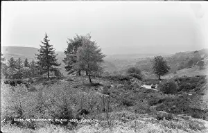 Moor: Scenic View of Haldon Moor