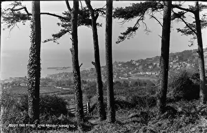 Pines: Scenic View from The Pines