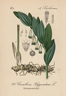 Scented: Scented Solomon's seal, Polygonatum odoratum