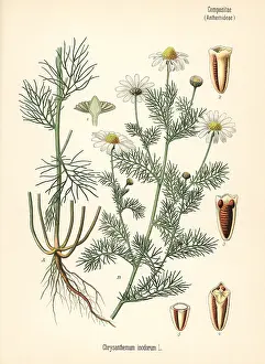 Chamomile: Scentless chamomile, Tripleurospermum inodorum