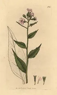 Scentless: Scentless dame's violet, Hesperis inodora