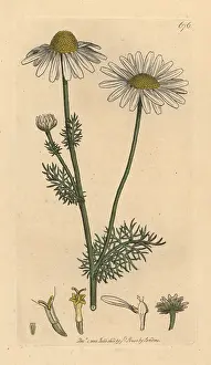 Mayweed: Scentless mayweed, Tripleurospermum inodorum